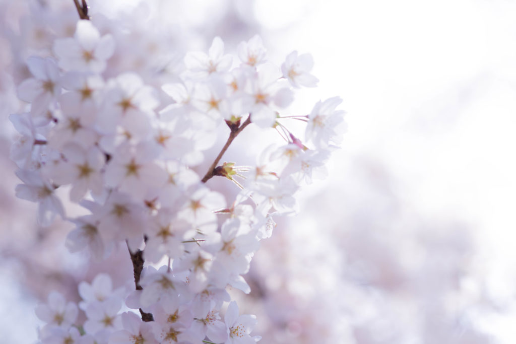 桜の写真の一眼レフの撮り方は 今年こそ綺麗に撮る8つのコツ 札幌の家族写真 プロフィール写真の出張カメラマン 中谷千尋